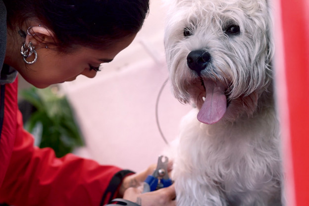 How To Clip Dog’s Nails at Home