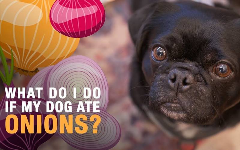 What Happens If Your Dog Eats Onions Or Garlic?