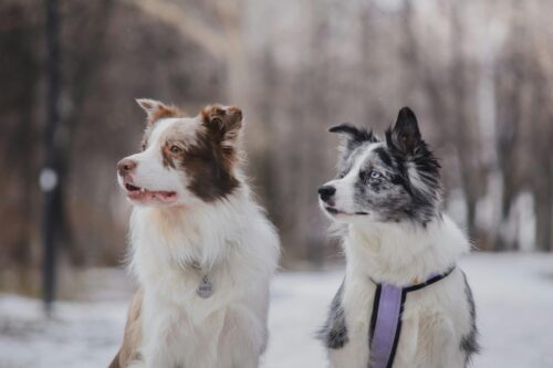 Border Collie Grooming Guide – Everything You Need to Know