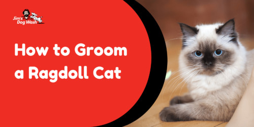 Ragdoll Cat Grooming: A Step-by-Step Guide for Australian Cat Owners