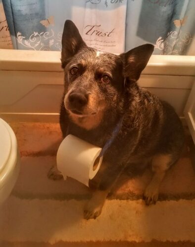 🐕👀 Why Does My Dog Follow Me Everywhere? (Even to the Bathroom)