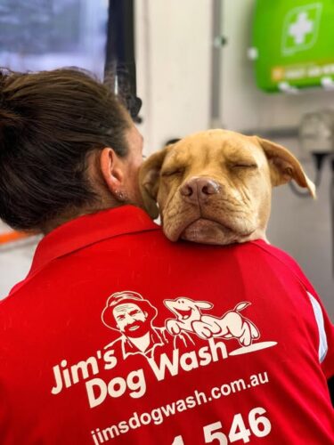 🐾💬 If Your Dog Could Talk, This Is What They’d Ask You For