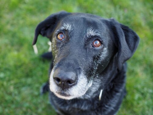 🐾👴 They’ve Given You Their Whole Life — Now It’s Time to Slow Down for Them