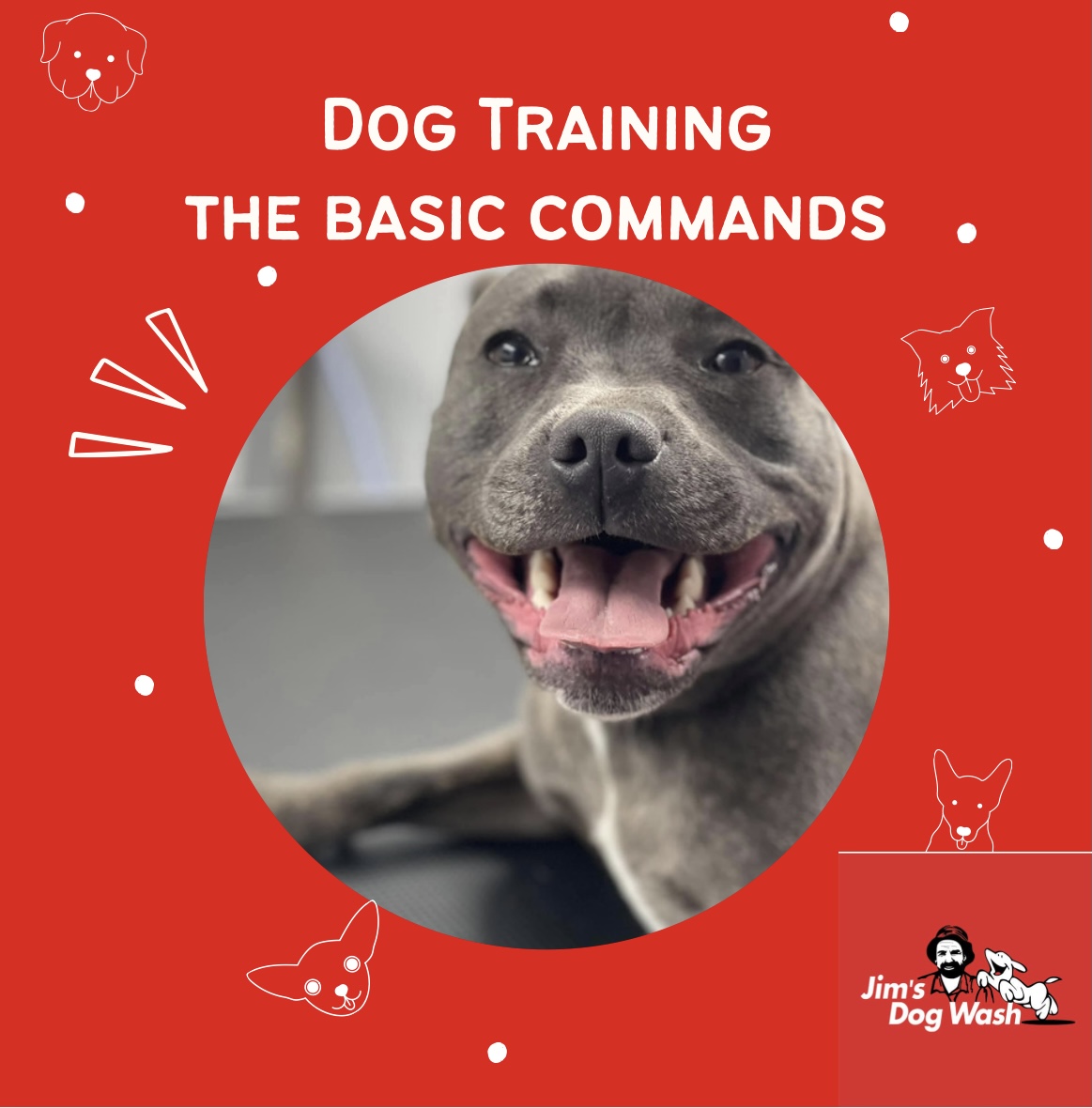 Dog training – Basic Commands