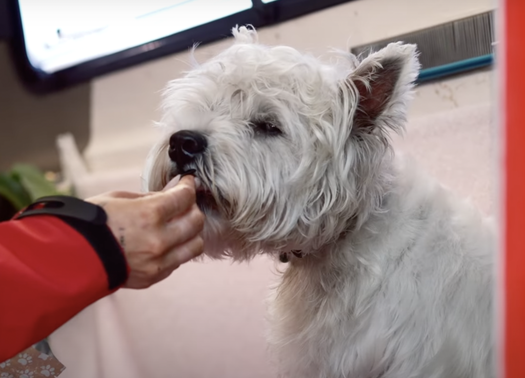 How To Clip Dog's Nails at Home - Jim's Dog Wash
