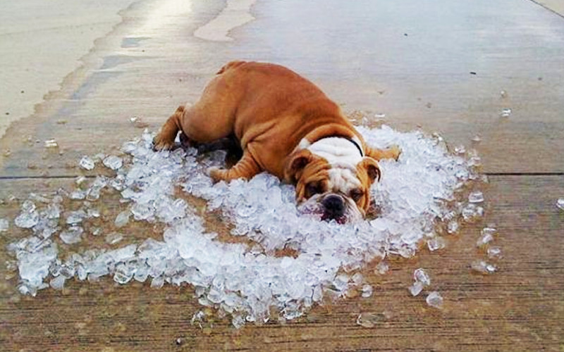 Keeping Your Pooch Cool In Summer
