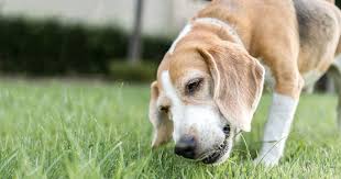 Does Your Dog Eat Grass? Should You Be Concerned?