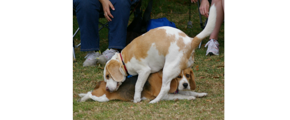 Happy Hump Day? Why Your Dog Is Humping And How To Stop It